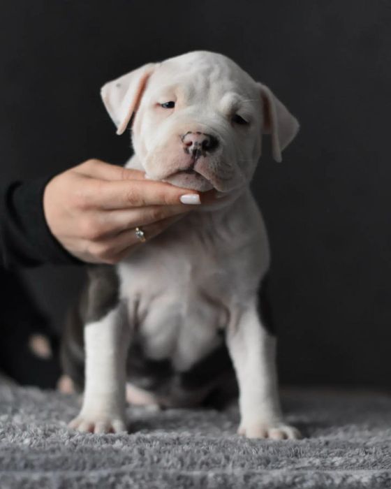 Дівчинка стафф блакитного кольору. Дуже вихована та грайлива)