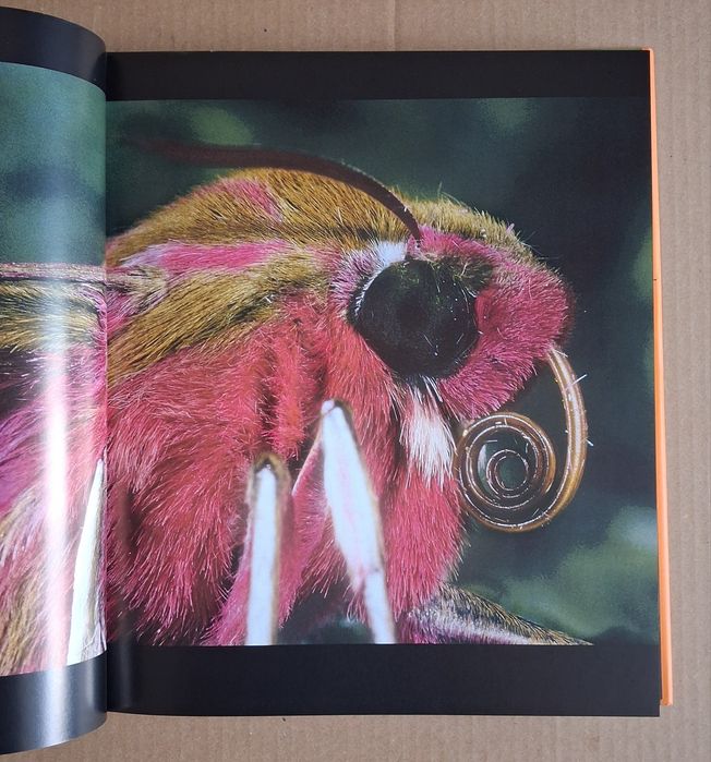 Motyle.   Thomas Marent.