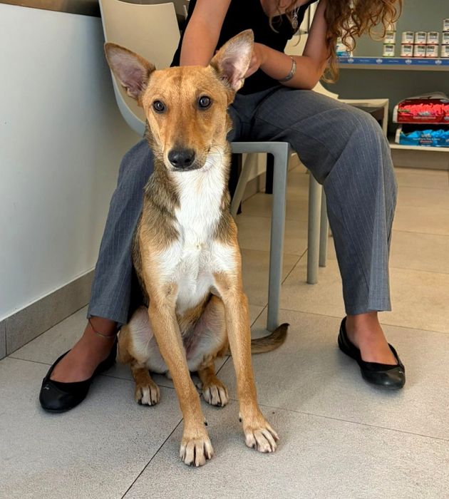 Cãozinho de 6 meses para adoção responsável