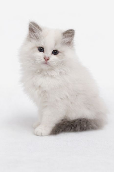 Ragdoll Blue Mitted -Aslan