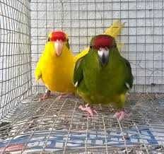 Vendo kakariquis bonitos