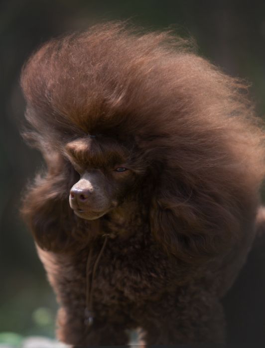 Той Пудель, КСУ, в'язка!