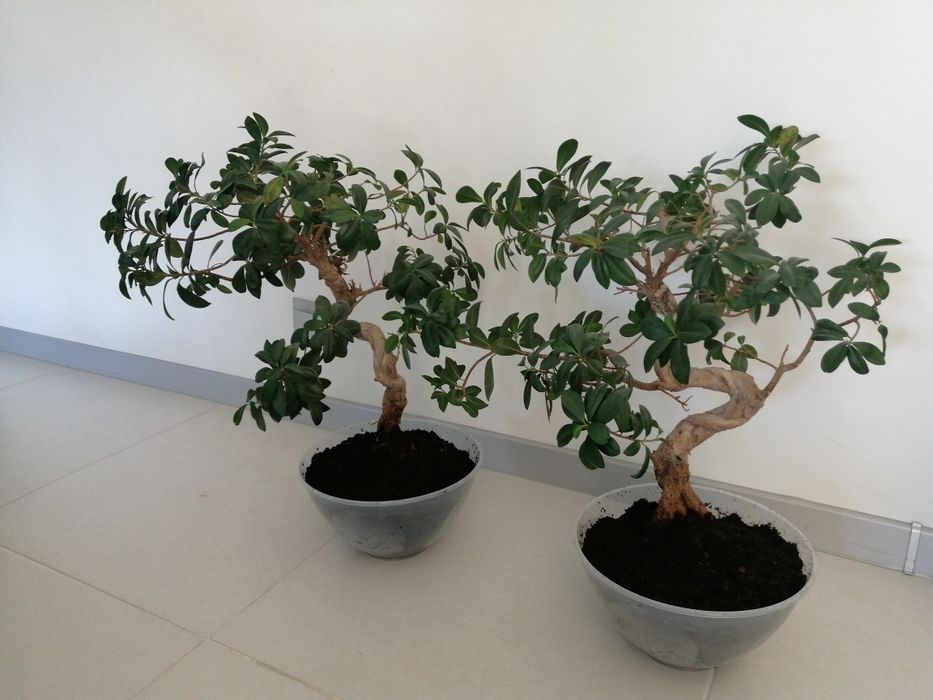 Ficus fikus Bonsai dwie sztuki