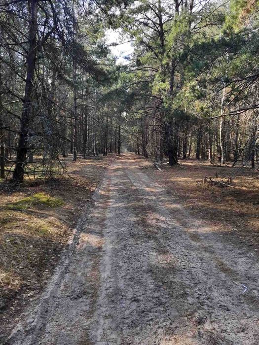 Лісовичі( Вишгородський ) 3 га, ОСГ з лісом. Супермісце!