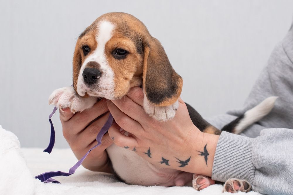 Цуценята бігля, відкрито бронювання