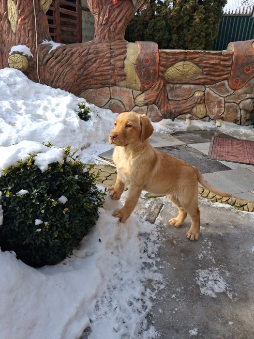 Лабрадор ретривер палевого окрасу дівчинка