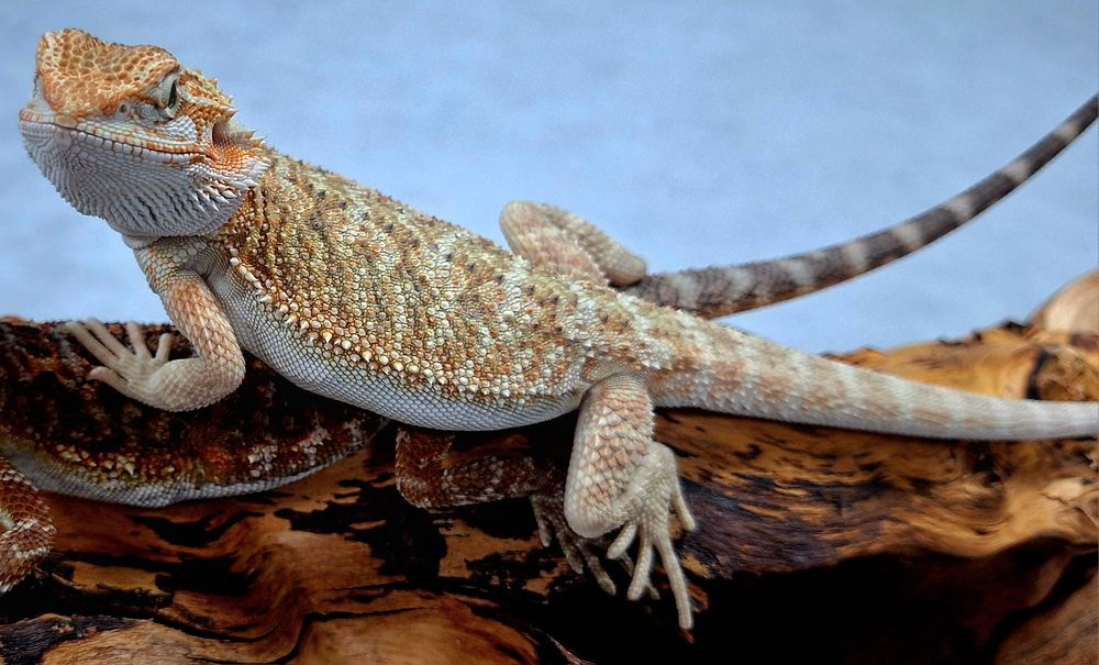 Agama brodata młoda samiczka Wołomin