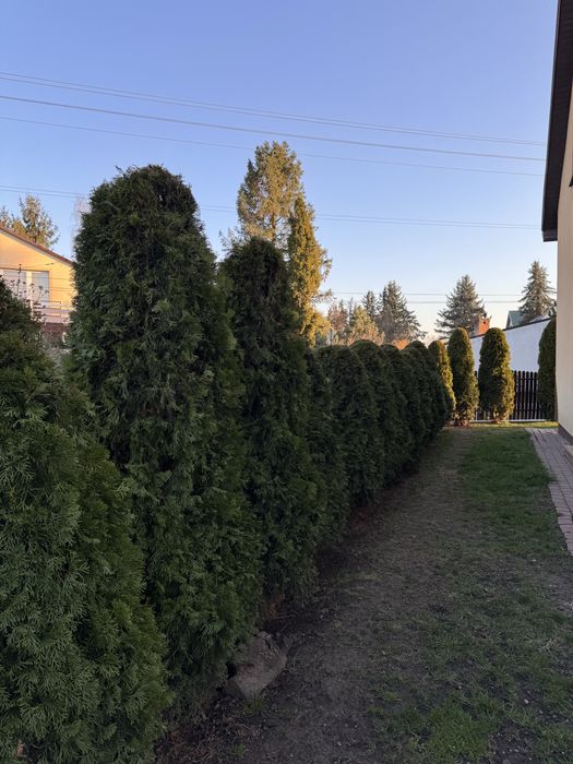 Tuja thuja szmaragd od 2 do 3 m