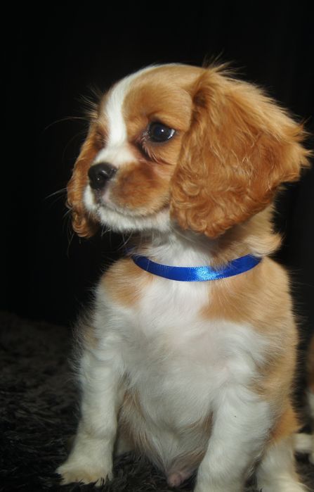 Cavalier King Charles spaniel