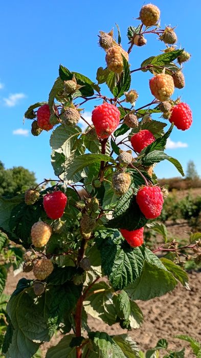 Maliny  Poranek .Przechyba .