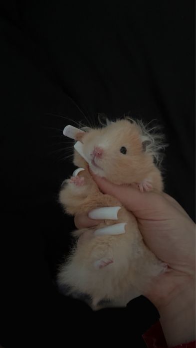 Декоративний хомʼяк, безкоштовно