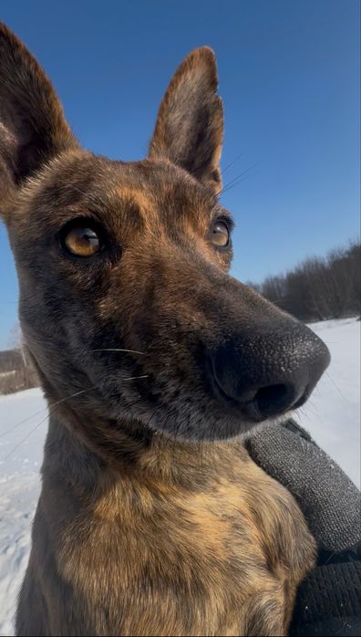 Собачка шукає дім