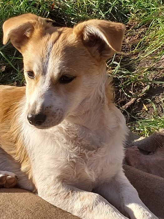 В добрі руки собачат 4 місяці