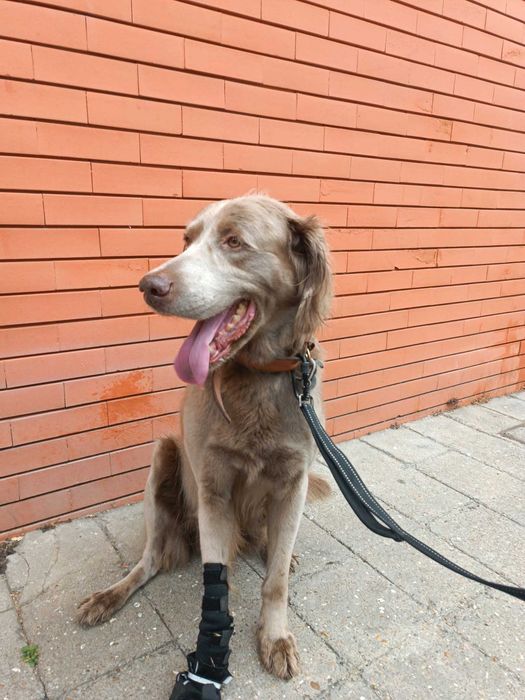 Passeios & Pet Sitting em Espinho - Cãomigo