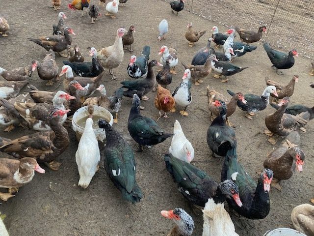 Sprzedam kaczki i kaczory