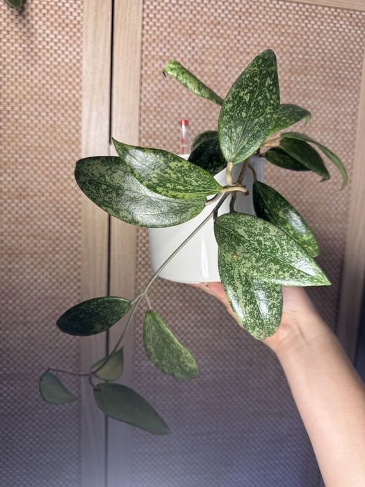 Hoya hoja wibergiae