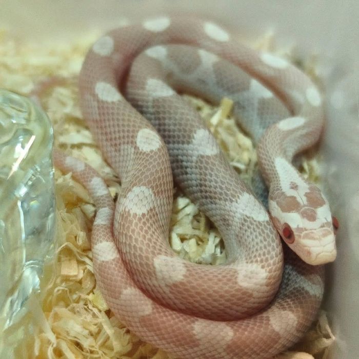 Cobra do milho bebés