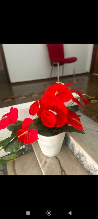 Plantas diversas