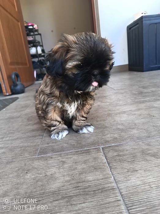 Shih Tzu śliczna suczka