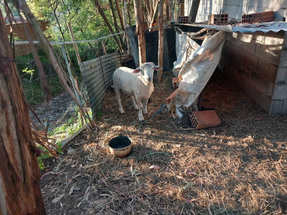 Vendo carneiro de 1 ano e meio