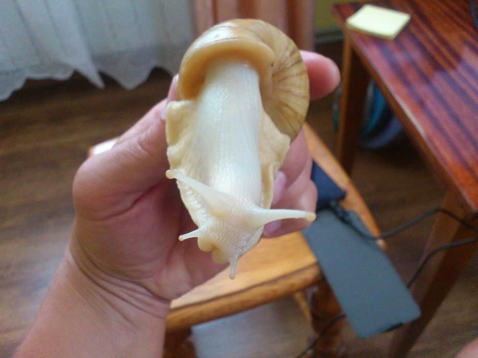 Равлики. Улитки Ахатини ( Альбіноси )Відправляємо по всій Україні...