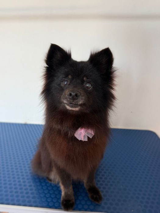 Amora - Spitz Alemão