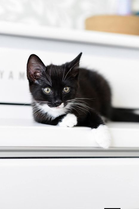 Stella kotka kociak do adopcji pingwinek