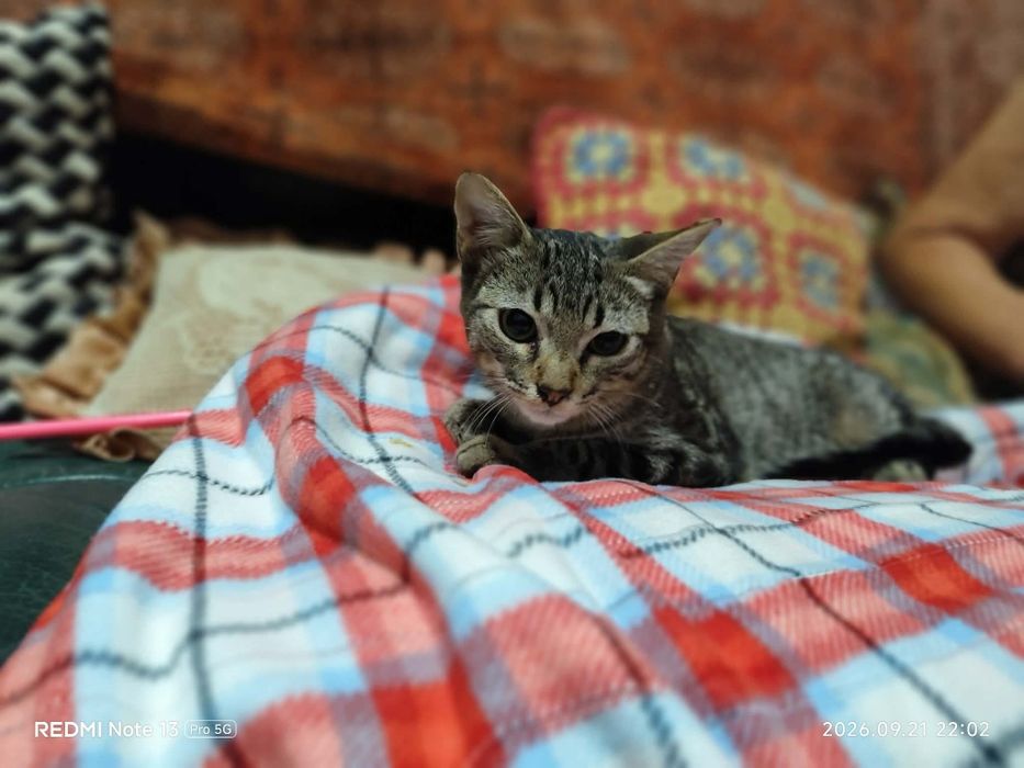 gatinho muito meigo para adoção