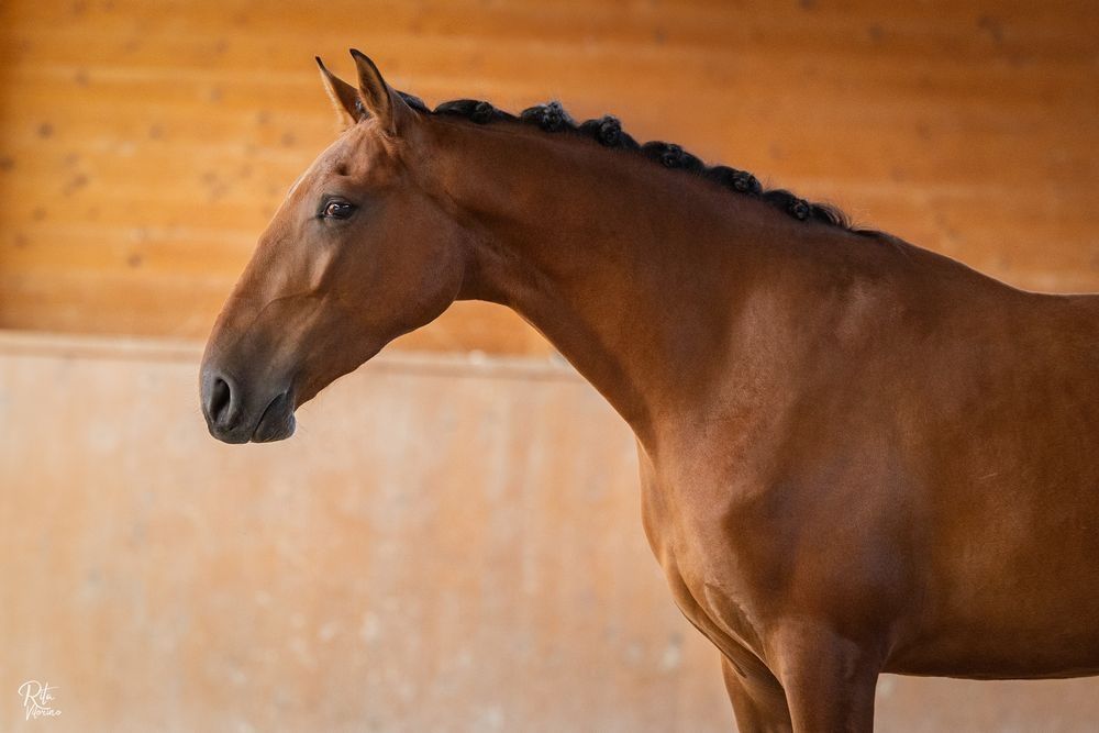 Egua letra R neta do viheste