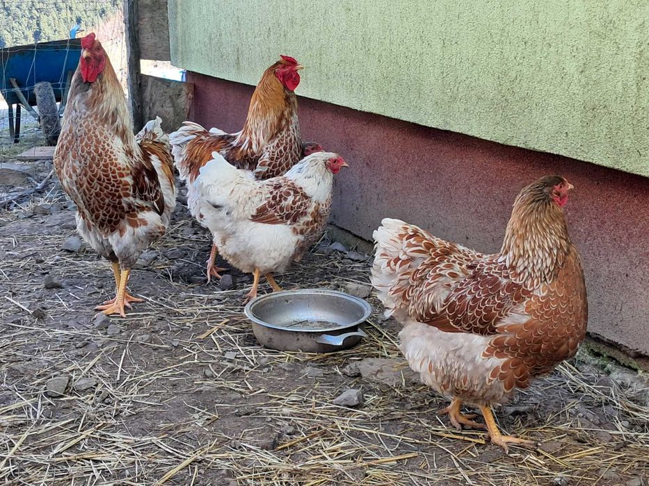 Jajka lęgowe wyandotte