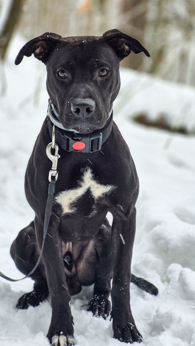 Młody pies w typie TTB szuka domu  / do adopcji