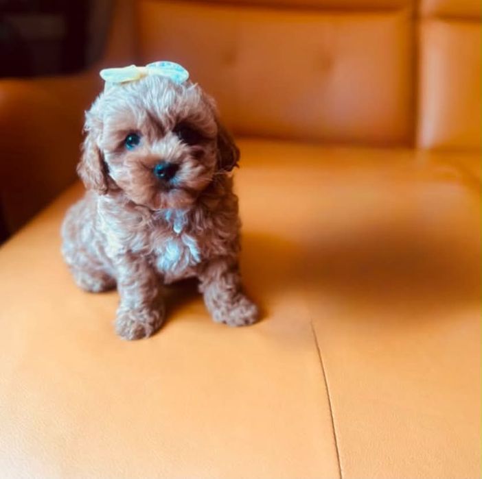 Maltipoo samiec- Z certyfikatem F1