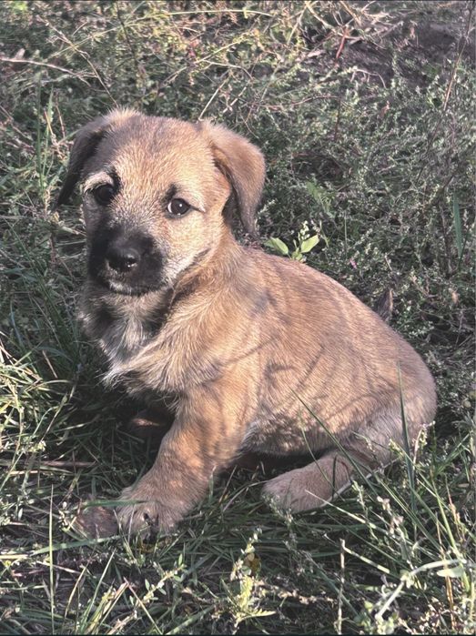 Віддам собаку у сімʼю