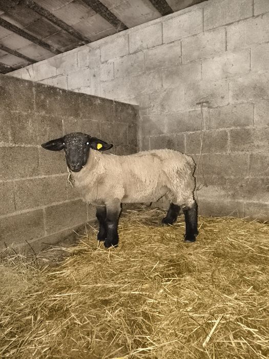Ovelhas suffolks