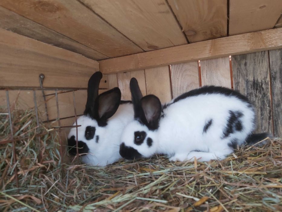 Sprzedam Króliki Srokacze Niemieckie