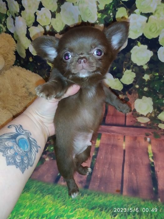 Лімон пропонує лапку чіхуашечкам! FCI - КСУ.