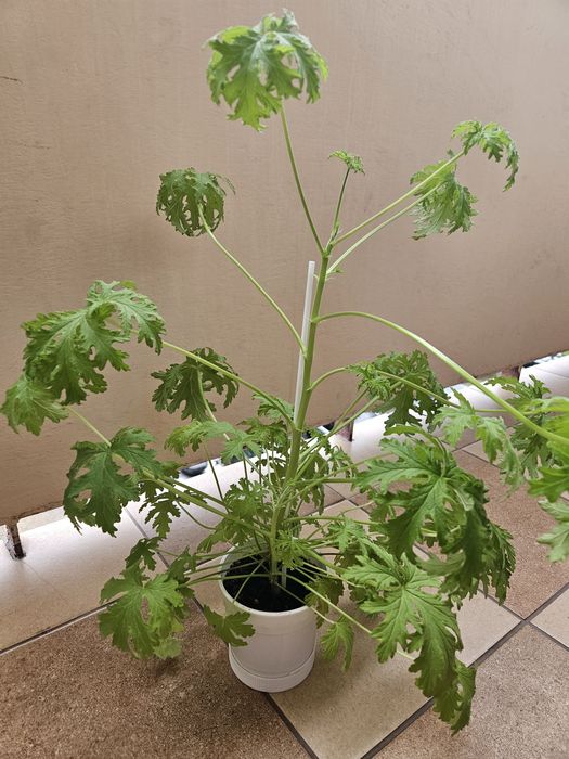 Anginka, geranium