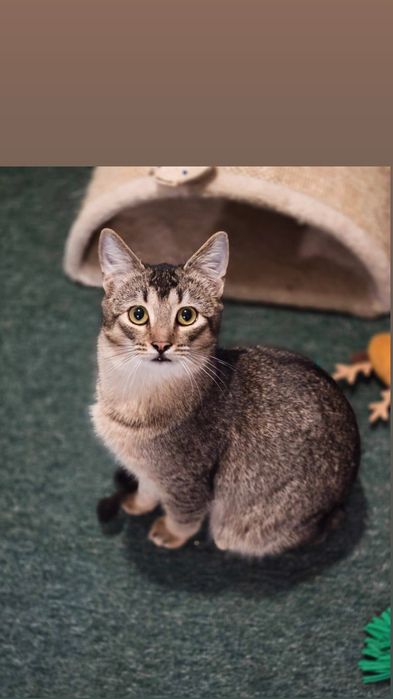 Отдам котенка лесного окраса, мальчик, 5 месяцев