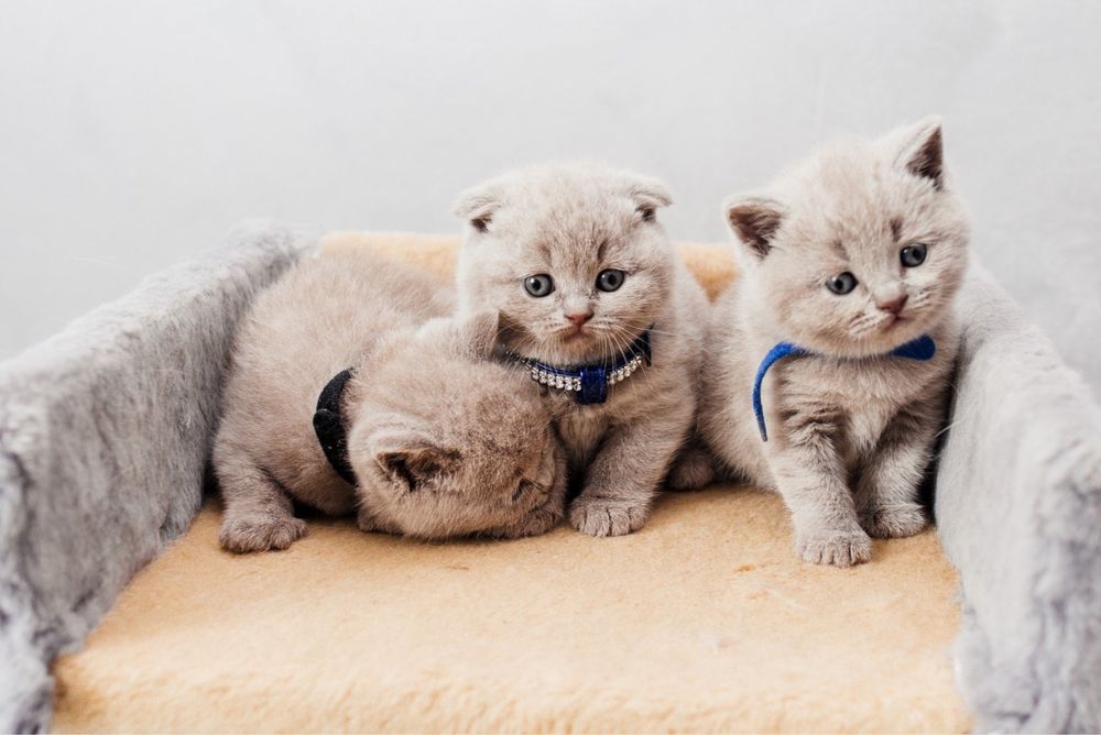 Запрошуємо кішок на в’язку