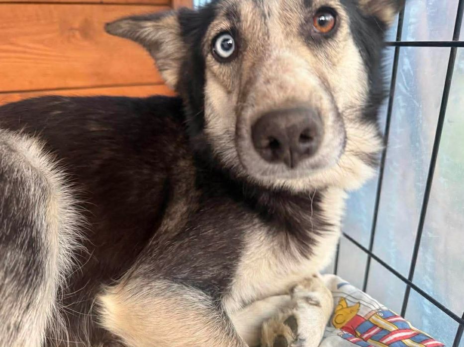 Suczki szczeniaki do adopcji