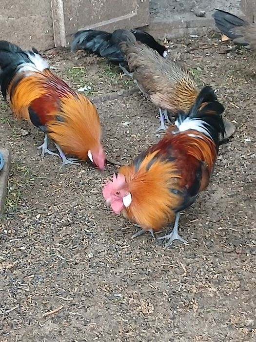 Продам сімью феніксів 1+2.