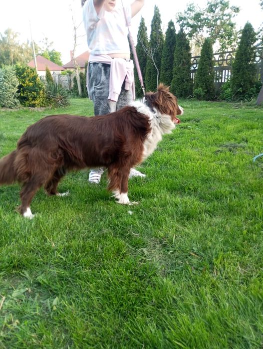 Border collie suczka czekoladowo biała