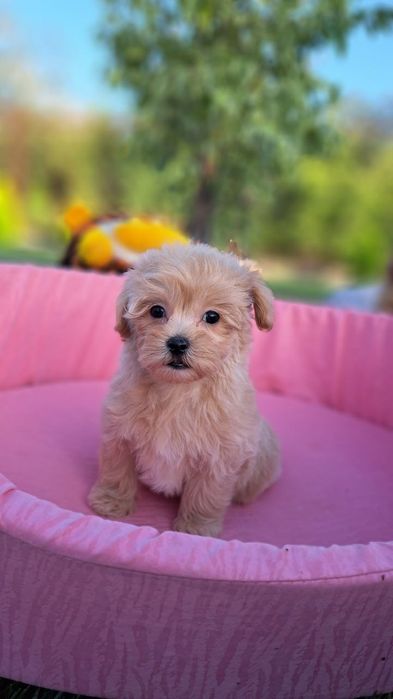 Мальтипу f 1 девочки и мальчики