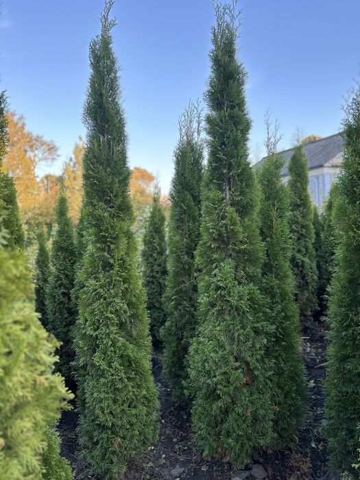 Туя Смарагд 2.5-2.8 м. - висока, гарна, за доступною ціною!