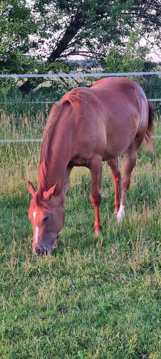 Sprzedam konie AQH, APH (redukcja stada)