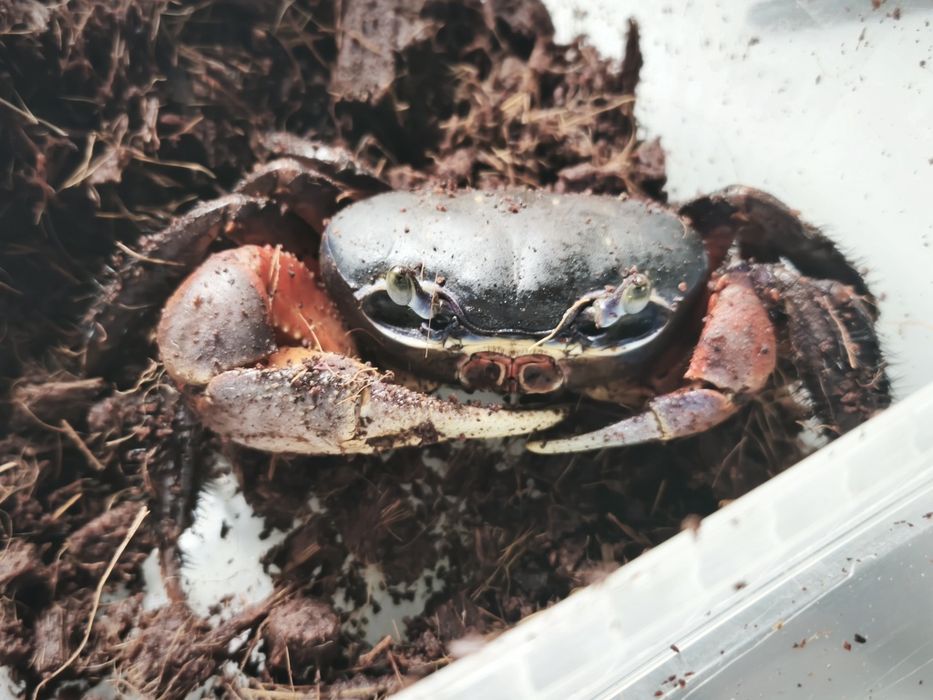 Krab tęczowy duży