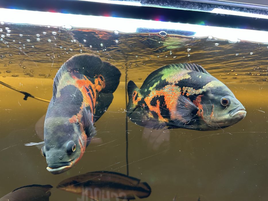 Para pielęgnic pawiookich 25cm - astronotus ocellaris