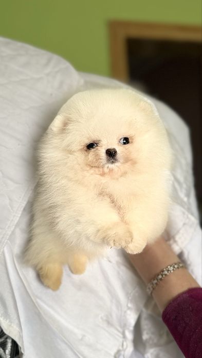 Справжня лялька щеня