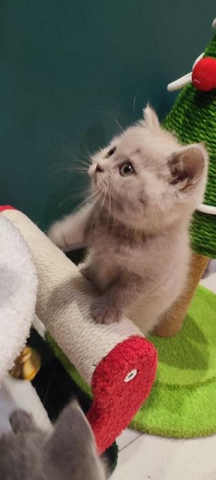 Kotka brytyjska liliowa