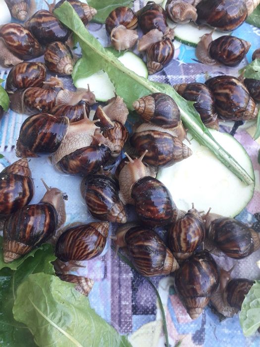 Большие улитки ахатинов распродажа